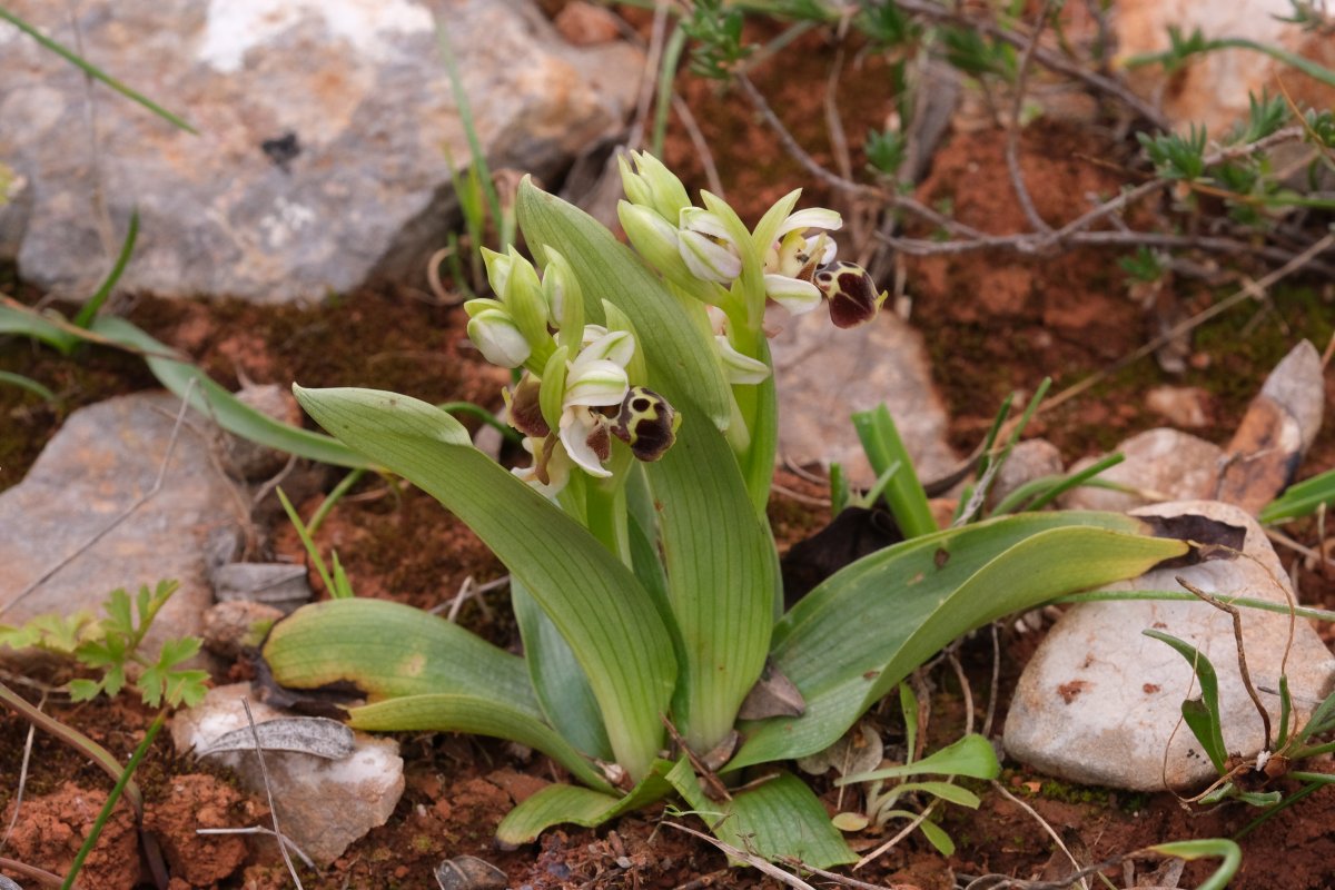 Orchidee di Marzo - Dalla Grecia con passione